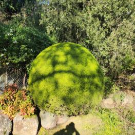 Profile photo of Timothy Wollington in Kilmore South